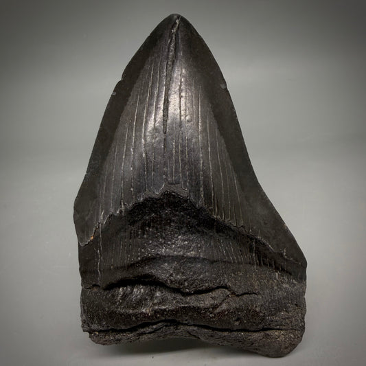 Front View Jet Black 4.70" Fossil Megalodon Tooth from Georgia megalodonteeth.com CM6819