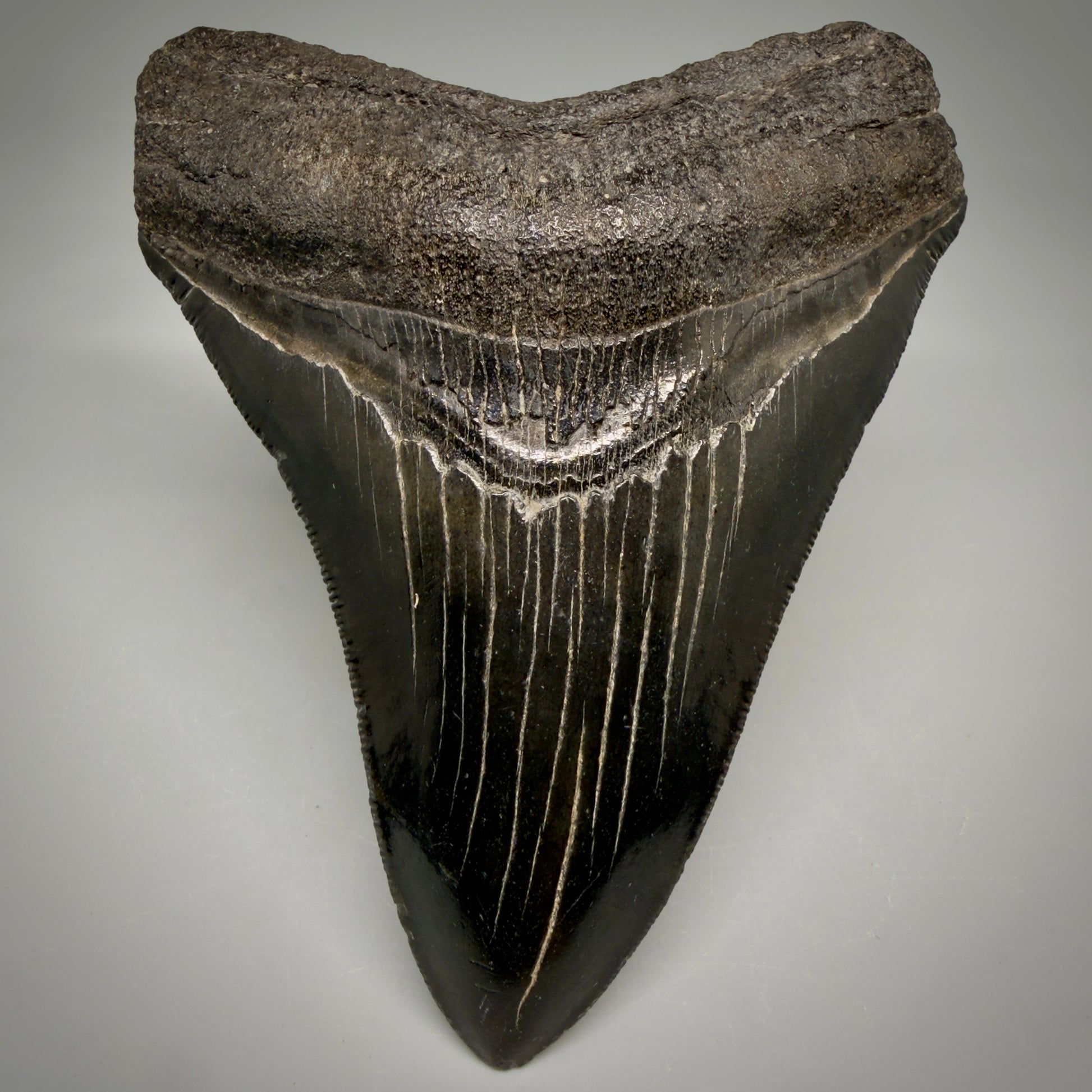 Front View Jet Black, Collector's Quality 4.47" Fossil Megalodon Tooth from Georgia megalodonteeth.com CM6531
