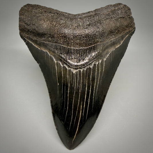 Front View Jet Black, Collector's Quality 4.47" Fossil Megalodon Tooth from Georgia megalodonteeth.com CM6531