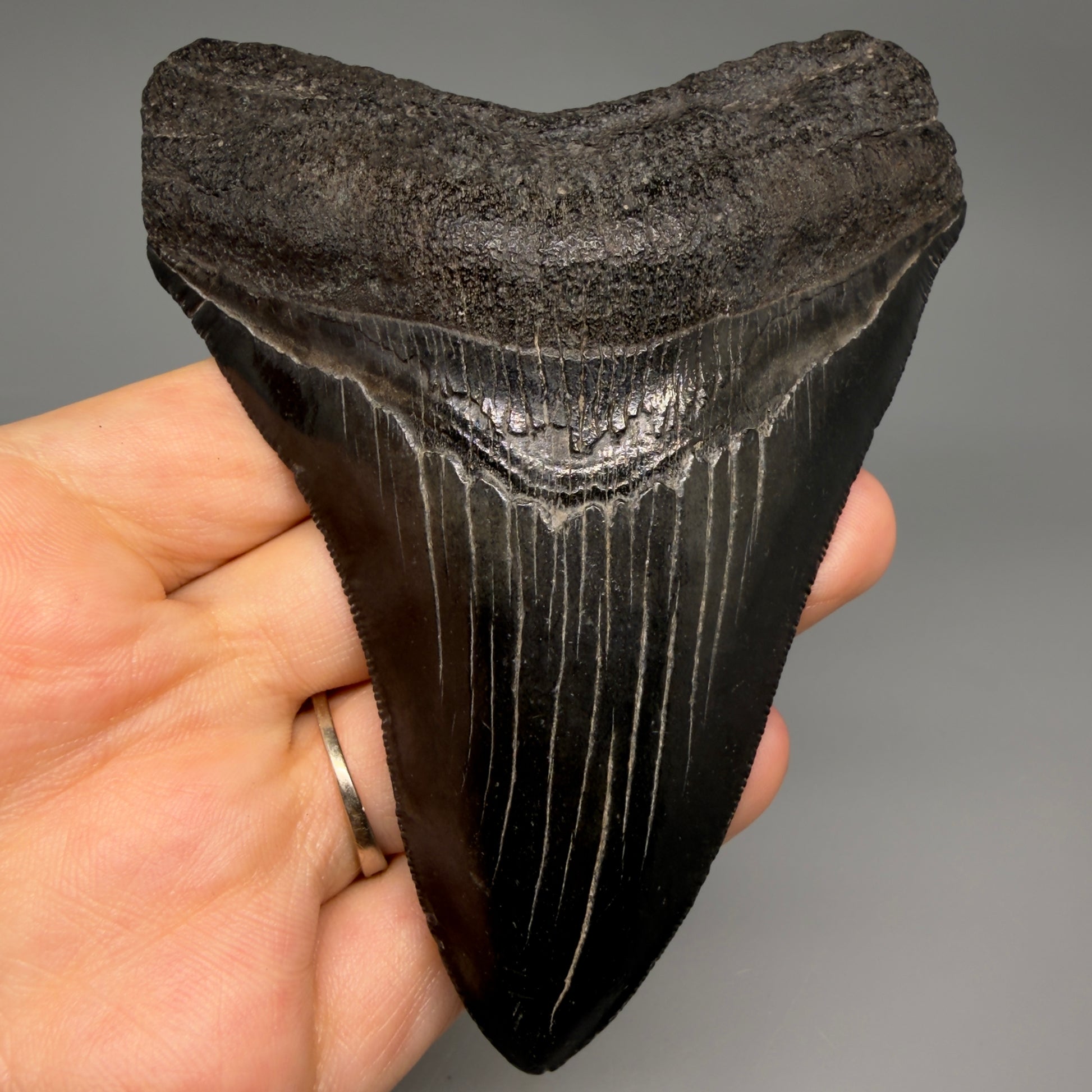 Front View Jet Black, Collector's Quality 4.47" Fossil Megalodon Tooth from Georgia megalodonteeth.com CM6531 - 1