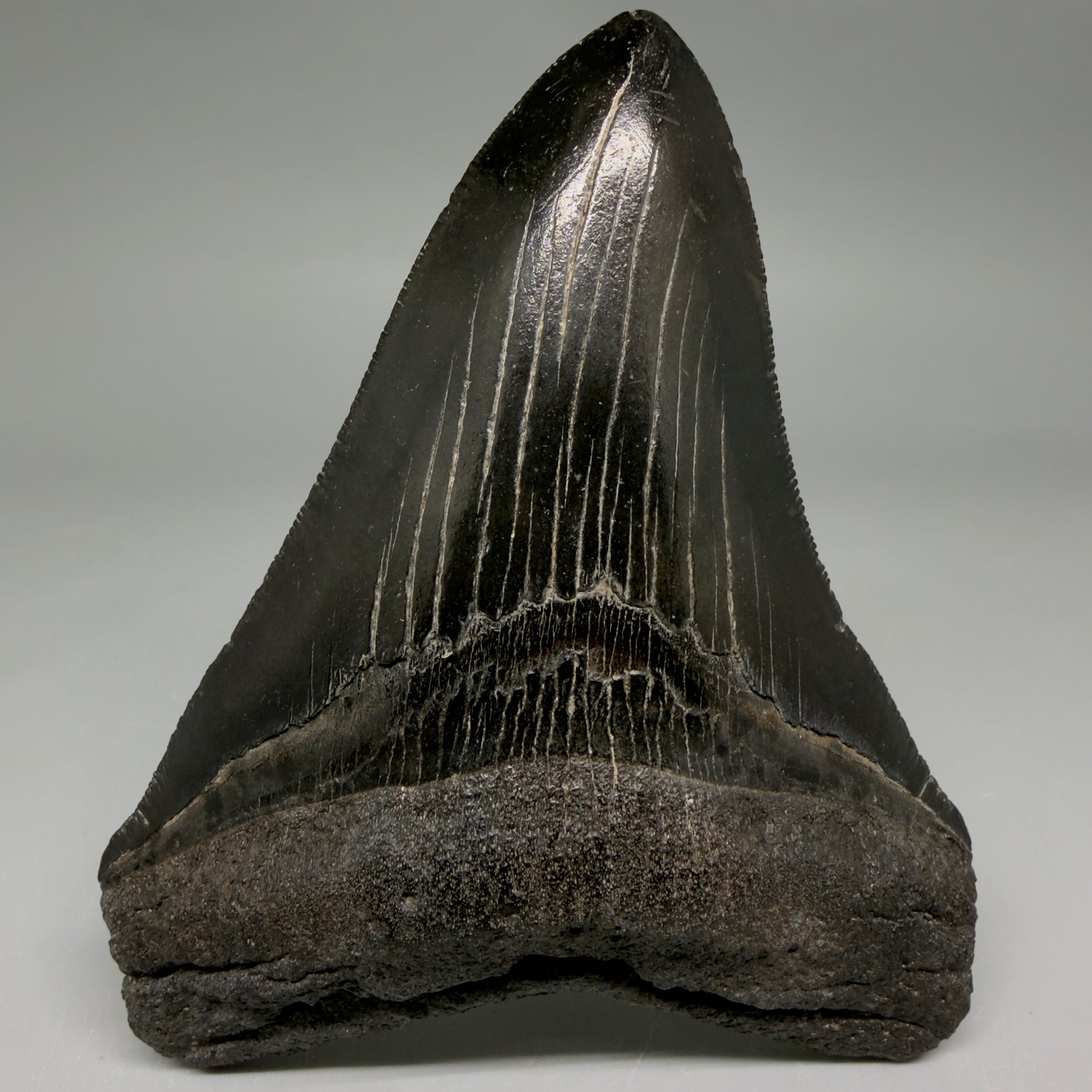 Front View Jet Black, Collector's Quality 4.47" Fossil Megalodon Tooth from Georgia megalodonteeth.com CM6531 - 2