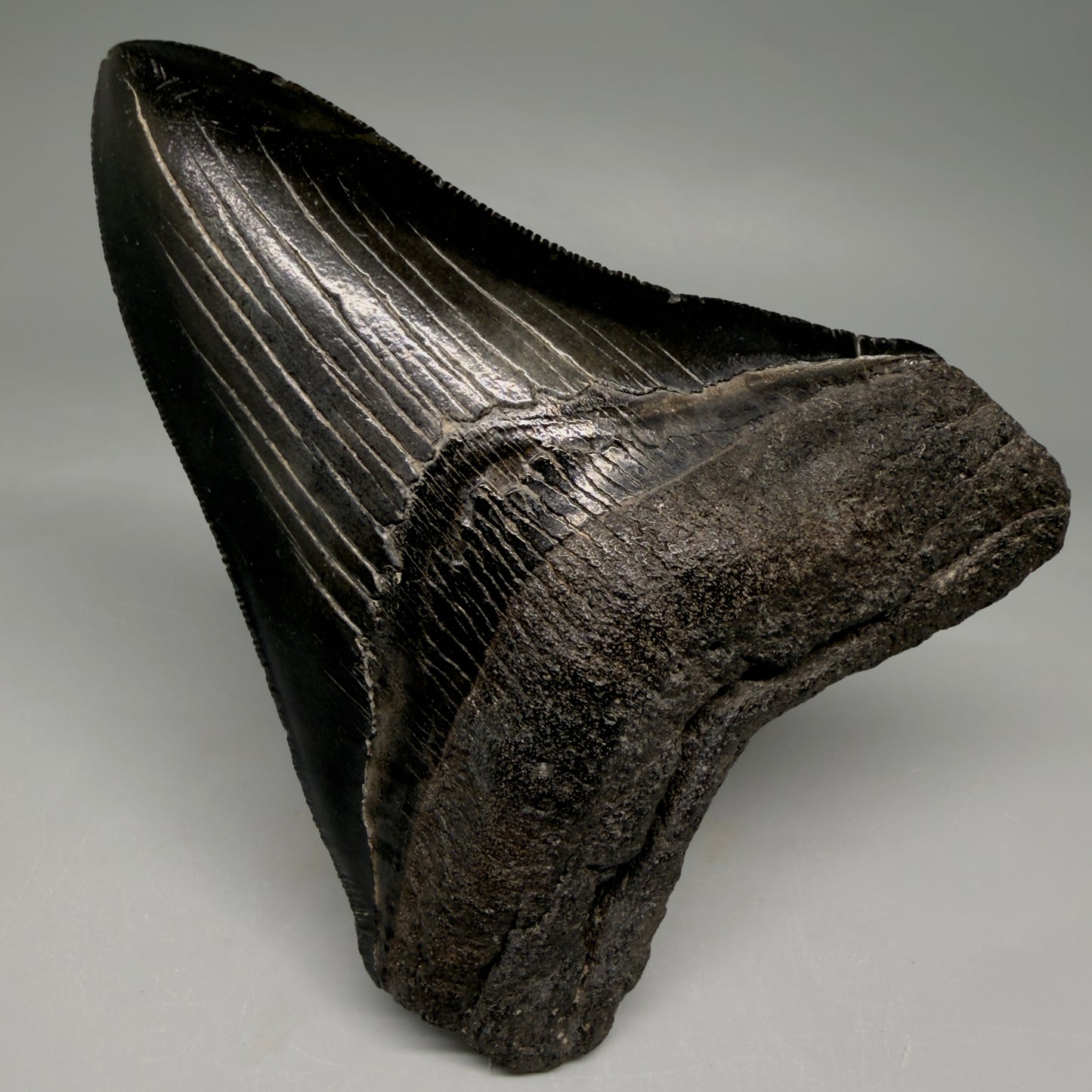 Front View Jet Black, Collector's Quality 4.47" Fossil Megalodon Tooth from Georgia megalodonteeth.com CM6531 - 3
