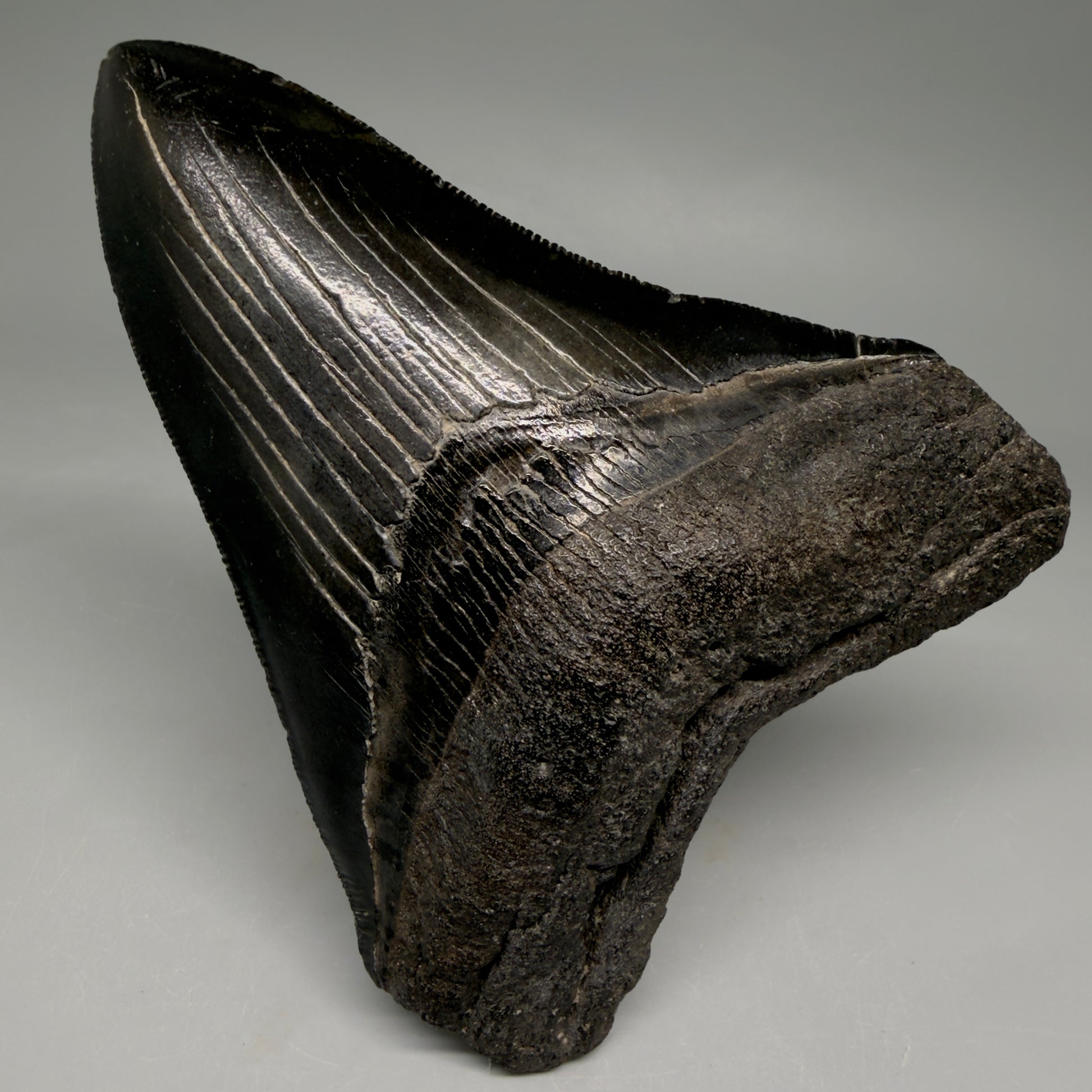 Front View Jet Black, Collector's Quality 4.47" Fossil Megalodon Tooth from Georgia megalodonteeth.com CM6531 - 3