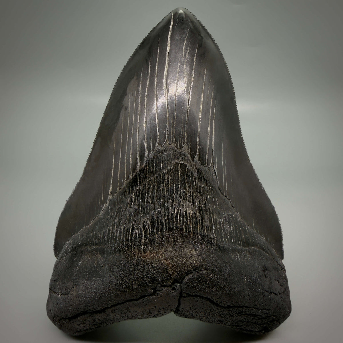 Front View Jet Black, Large 5.45" Fossil Megalodon Tooth - South Carolina CM6704