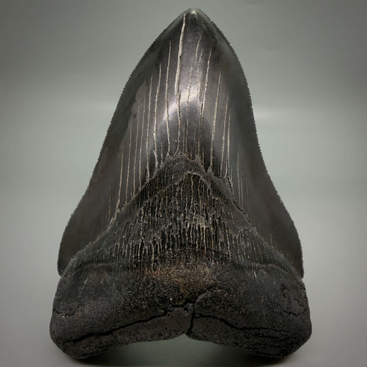 Front View Jet Black, Large 5.45" Fossil Megalodon Tooth - South Carolina CM6704