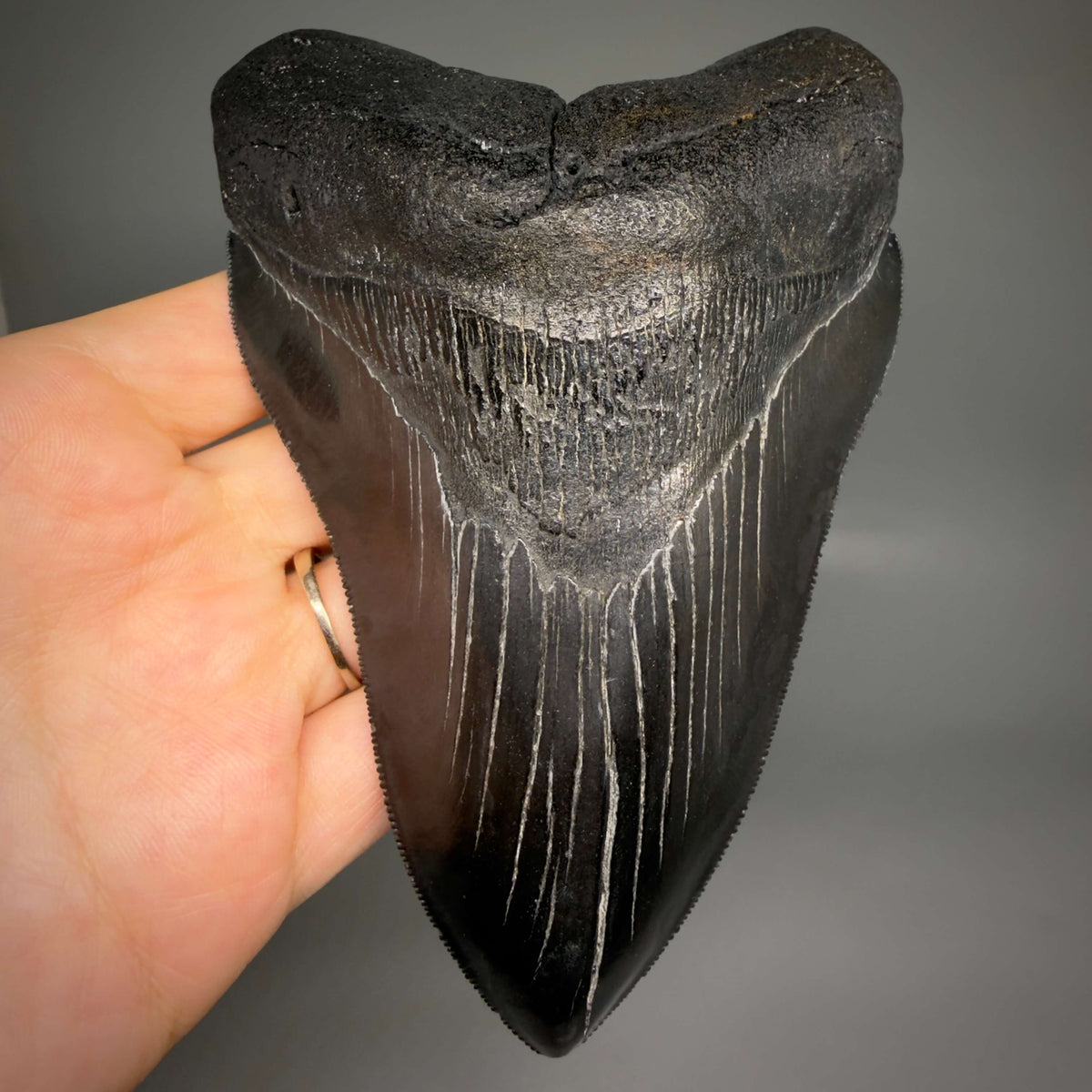 Front View Jet Black, Large 5.45" Fossil Megalodon Tooth - South Carolina CM6704 - 1