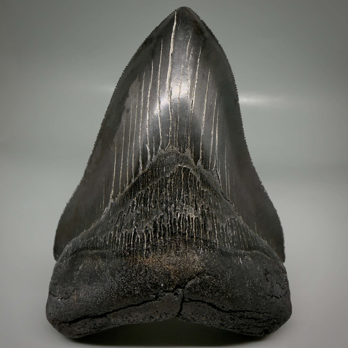 Front View Jet Black, Large 5.45" Fossil Megalodon Tooth - South Carolina CM6704 - 2