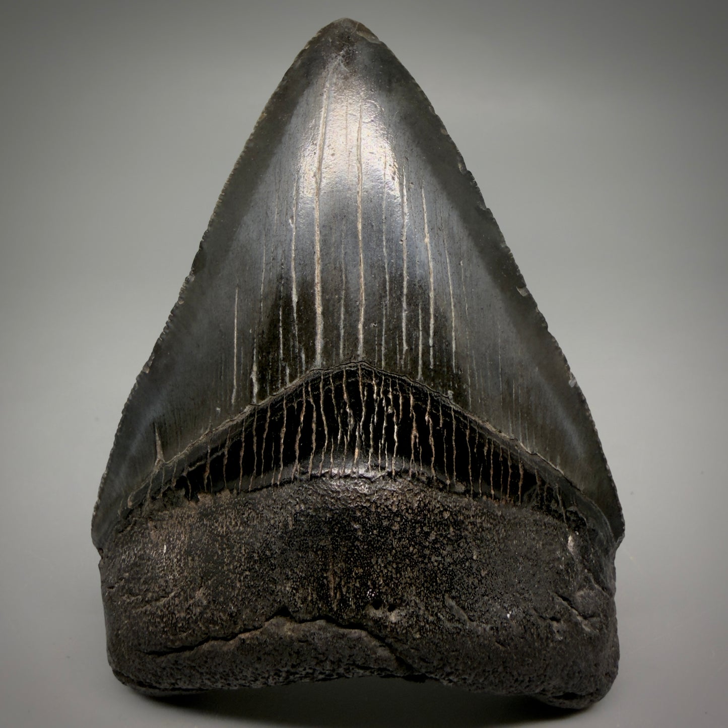 Front View Jet Black, heart-shaped, serrated 3.61" Megalodon Tooth from South Carolina megalodonteeth.com CM6565