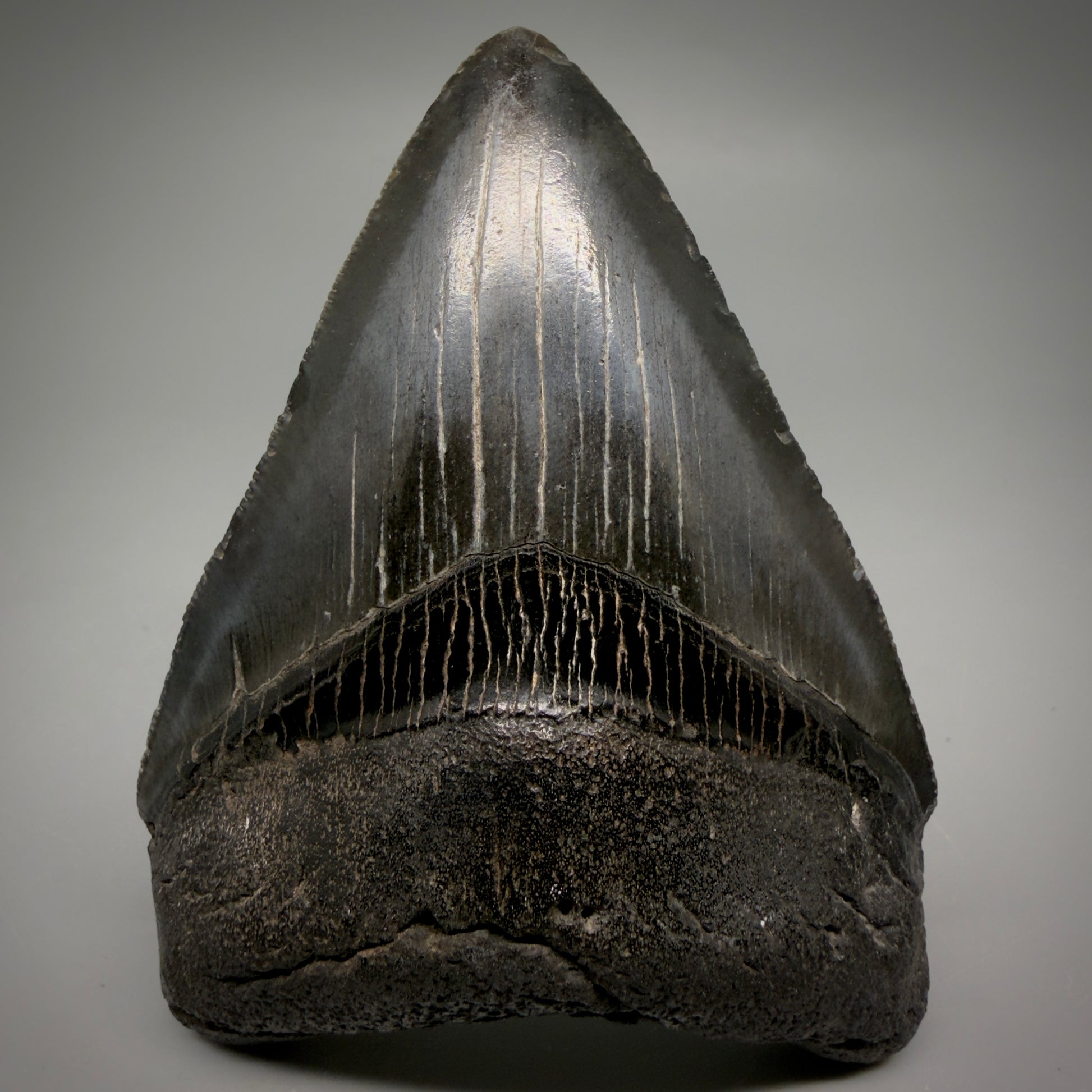Front View Jet Black, heart-shaped, serrated 3.61" Megalodon Tooth from South Carolina megalodonteeth.com CM6565