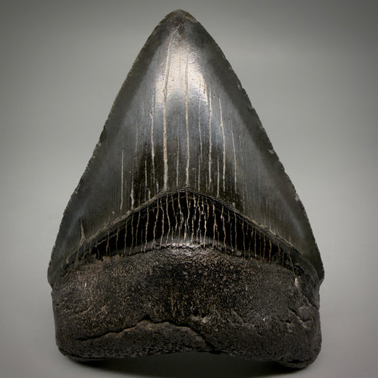 Front View Jet Black, heart-shaped, serrated 3.61" Megalodon Tooth from South Carolina megalodonteeth.com CM6565
