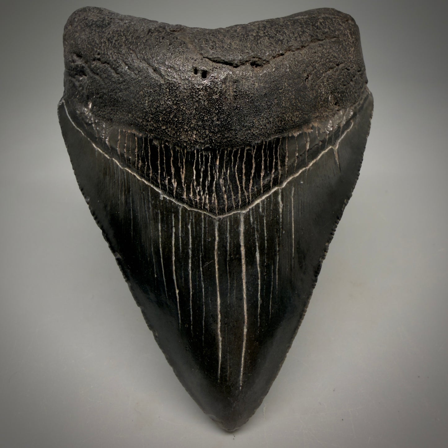 Front View Jet Black, heart-shaped, serrated 3.61" Megalodon Tooth from South Carolina megalodonteeth.com CM6565 - 1