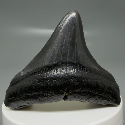 Front View Jet Black, posterior 2.24" Fossil Megalodon Tooth – South Carolina River Find | Authentic CM6130