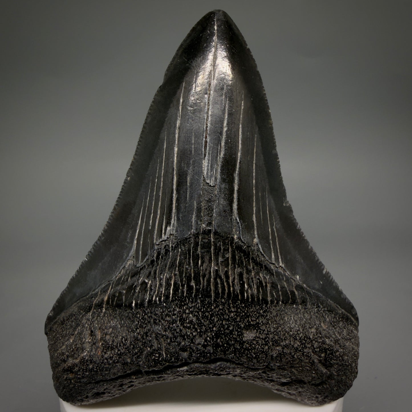 Front View Jet Black, serrations 3.40" Megalodon Tooth from South Carolina megalodonteeth.com CM6563
