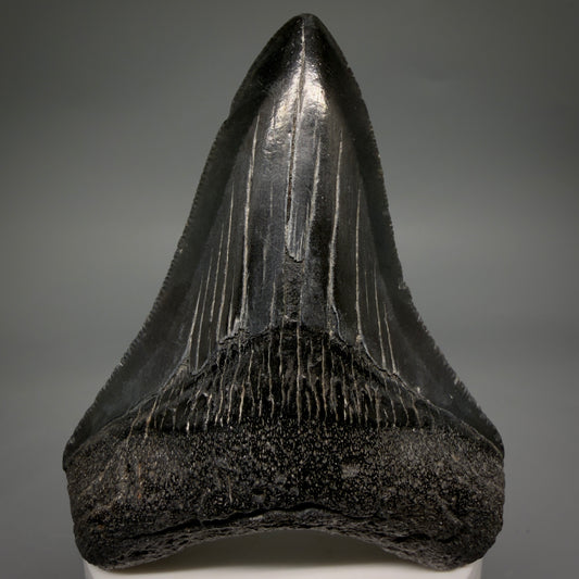 Front View Jet Black, serrations 3.40" Megalodon Tooth from South Carolina megalodonteeth.com CM6563