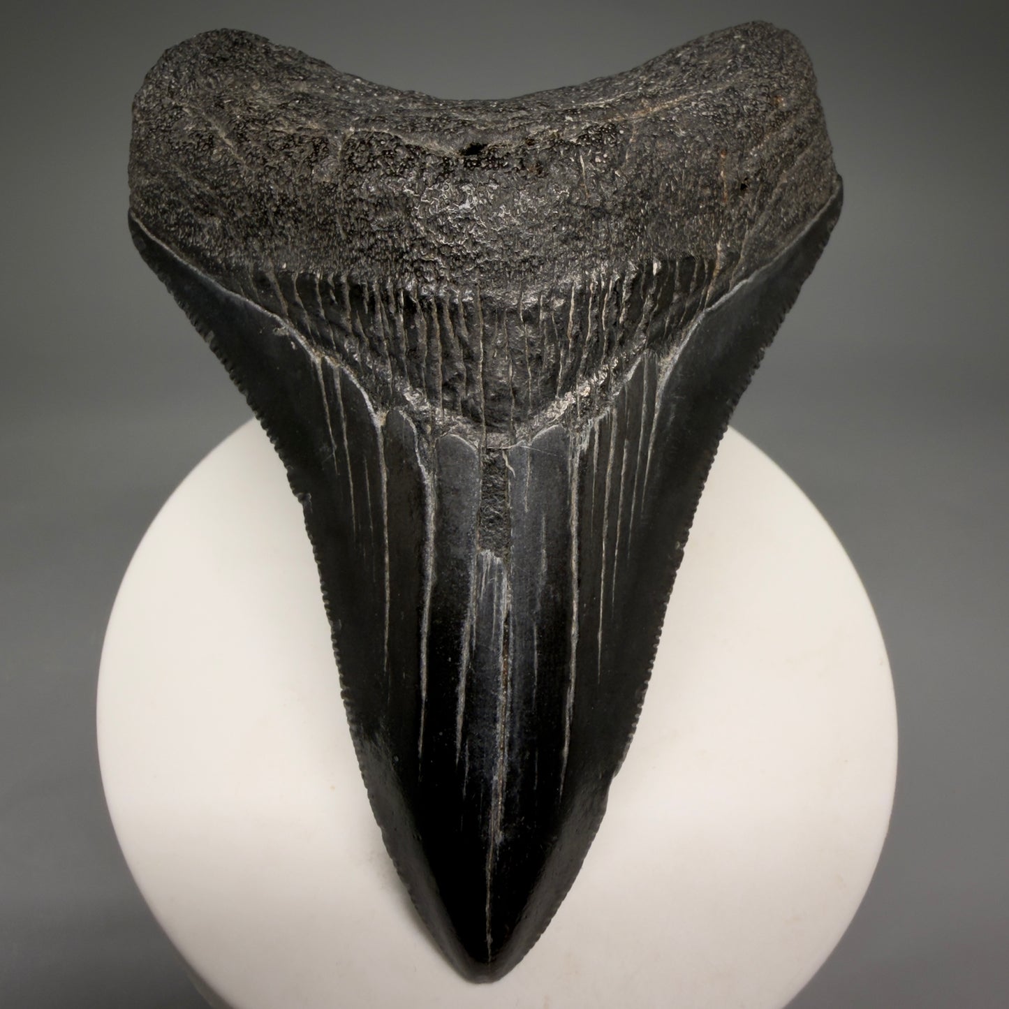 Front View Jet Black, serrations 3.40" Megalodon Tooth from South Carolina megalodonteeth.com CM6563 - 1