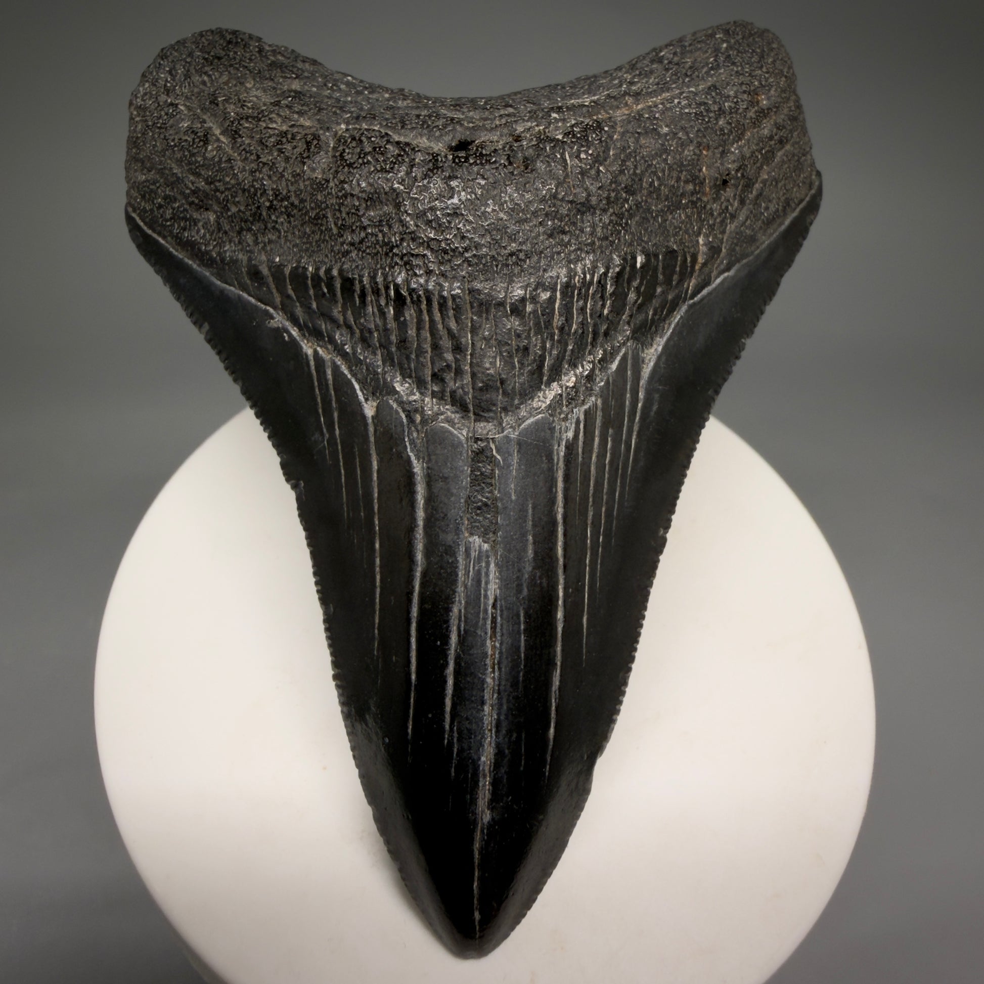 Front View Jet Black, serrations 3.40" Megalodon Tooth from South Carolina megalodonteeth.com CM6563 - 1