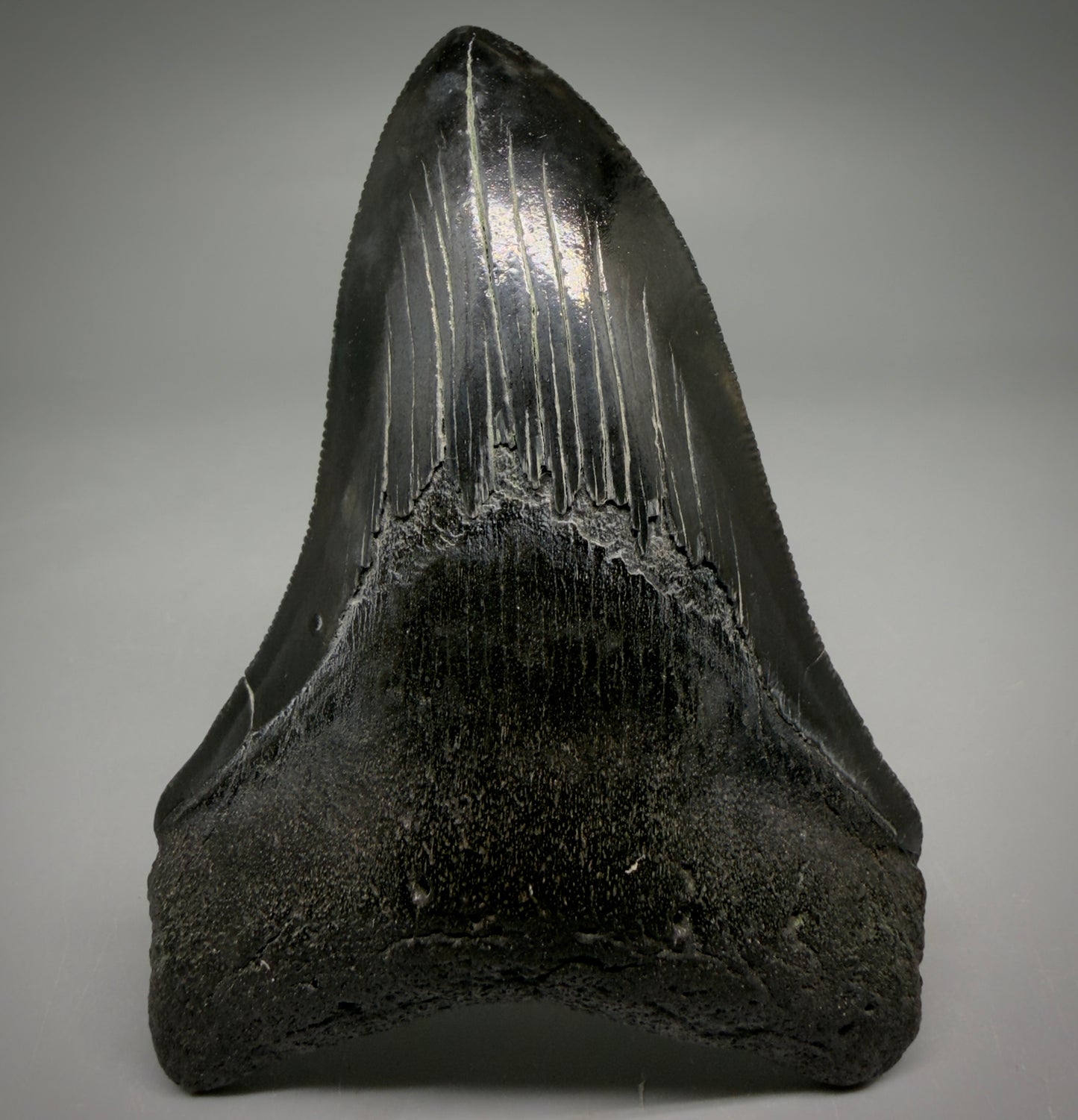 Front View Jet Black, serrations 3.98" Megalodon Tooth from South Carolina megalodonteeth.com CM6574