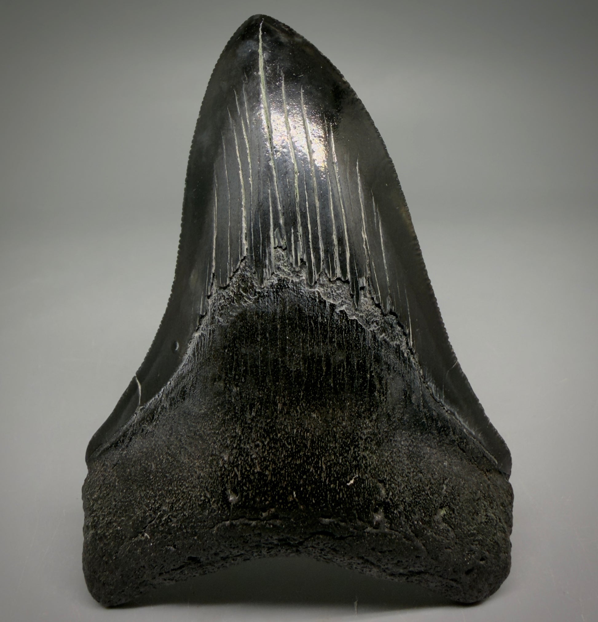 Front View Jet Black, serrations 3.98" Megalodon Tooth from South Carolina megalodonteeth.com CM6574
