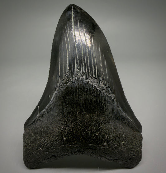 Front View Jet Black, serrations 3.98" Megalodon Tooth from South Carolina megalodonteeth.com CM6574