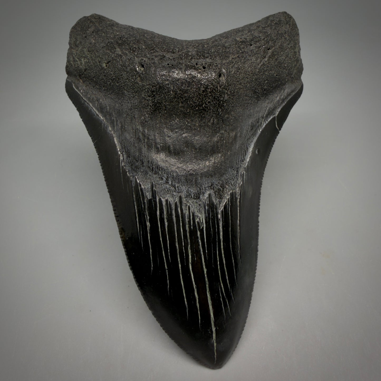 Front View Jet Black, serrations 3.98" Megalodon Tooth from South Carolina megalodonteeth.com CM6574 - 1