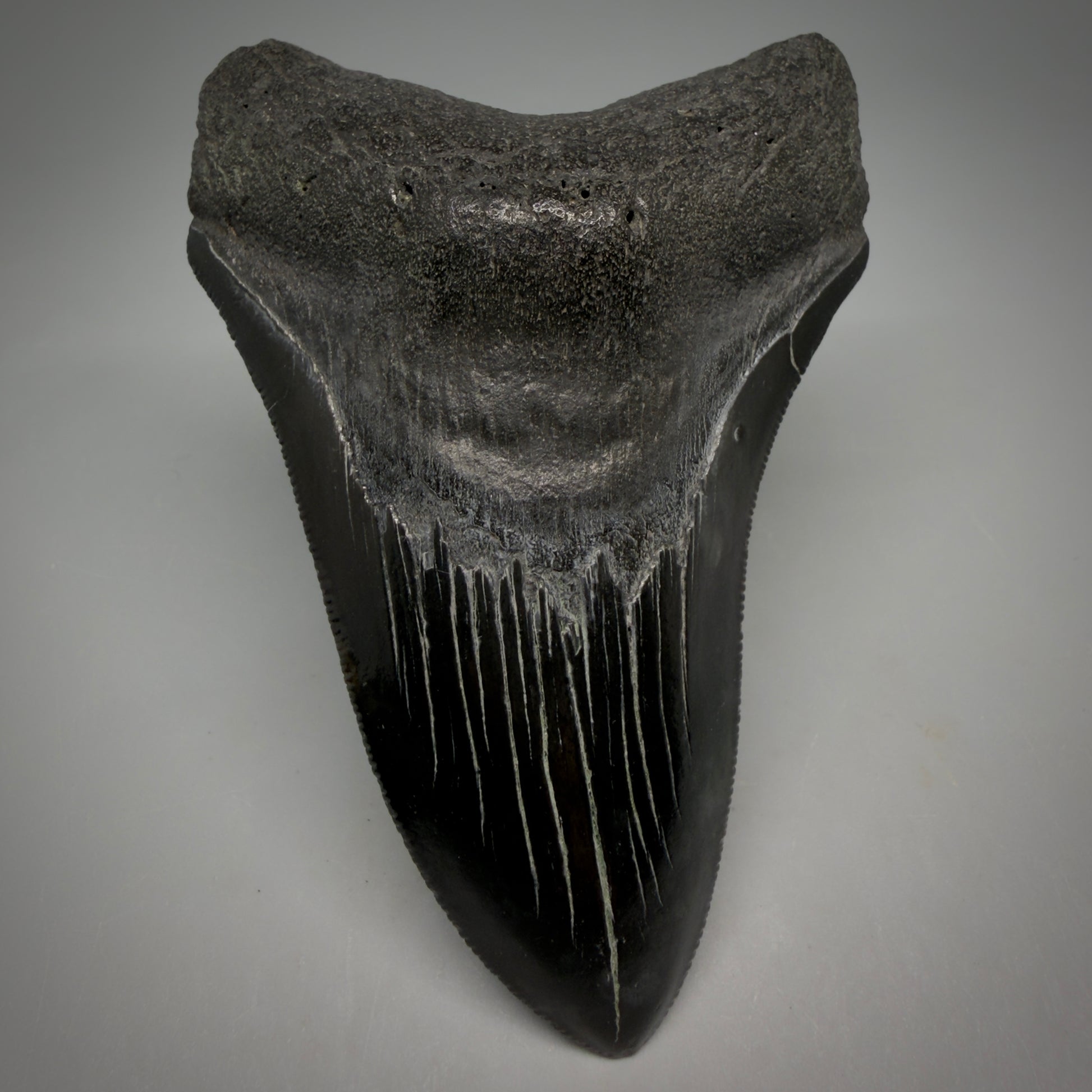 Front View Jet Black, serrations 3.98" Megalodon Tooth from South Carolina megalodonteeth.com CM6574 - 1