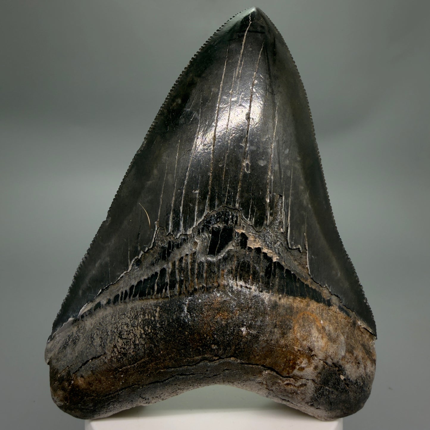 Front View Jet Black, sharply serrated 4.36" Fossil Megalodon Tooth from Georgia MJ177 