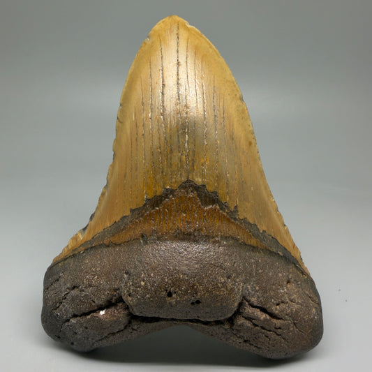 Front View LARGE 5.40" Fossil Megalodon Tooth - Wilmington North Carolina - Collector's Quality CM5884 