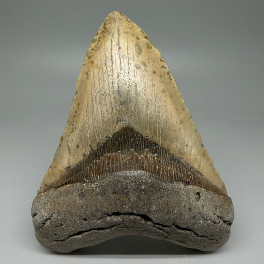 Front View LARGE 5.52" Fossil Megalodon Tooth - Wilmington North Carolina - Collector's Quality CM5888