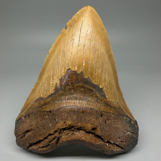 Front View LARGE 5.75" Fossil Megalodon Tooth - Wilmington North Carolina - Collector's Quality CM5889