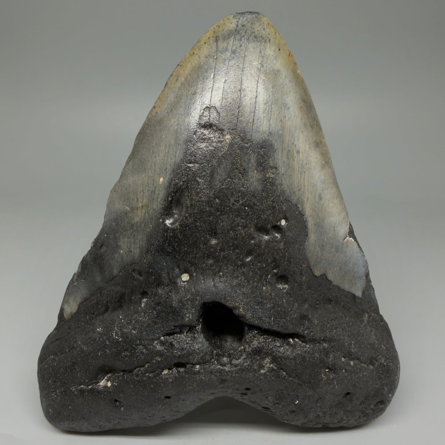 Front View LARGE, Great Shape 5.81" Fossil Megalodon Tooth - Wilmington North Carolina CM6006
