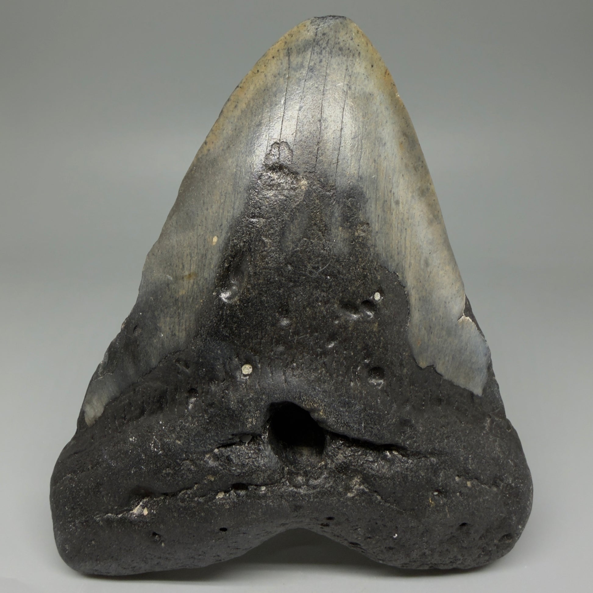 Front View LARGE, Great Shape 5.81" Fossil Megalodon Tooth - Wilmington North Carolina CM6006
