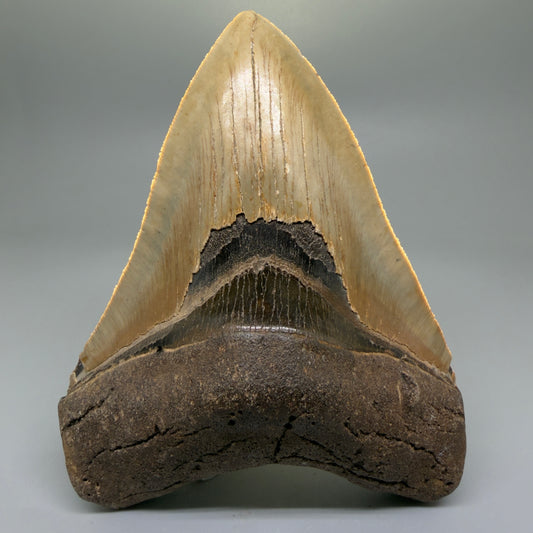 Front View LARGE, serrated 5.13" Fossil Megalodon Tooth - Wilmington North Carolina CM6003