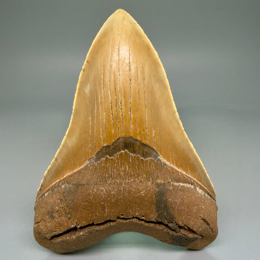 Front View LARGE, serrated 5.16" Fossil Megalodon Tooth - Wilmington North Carolina - Collector's Quality CM5852