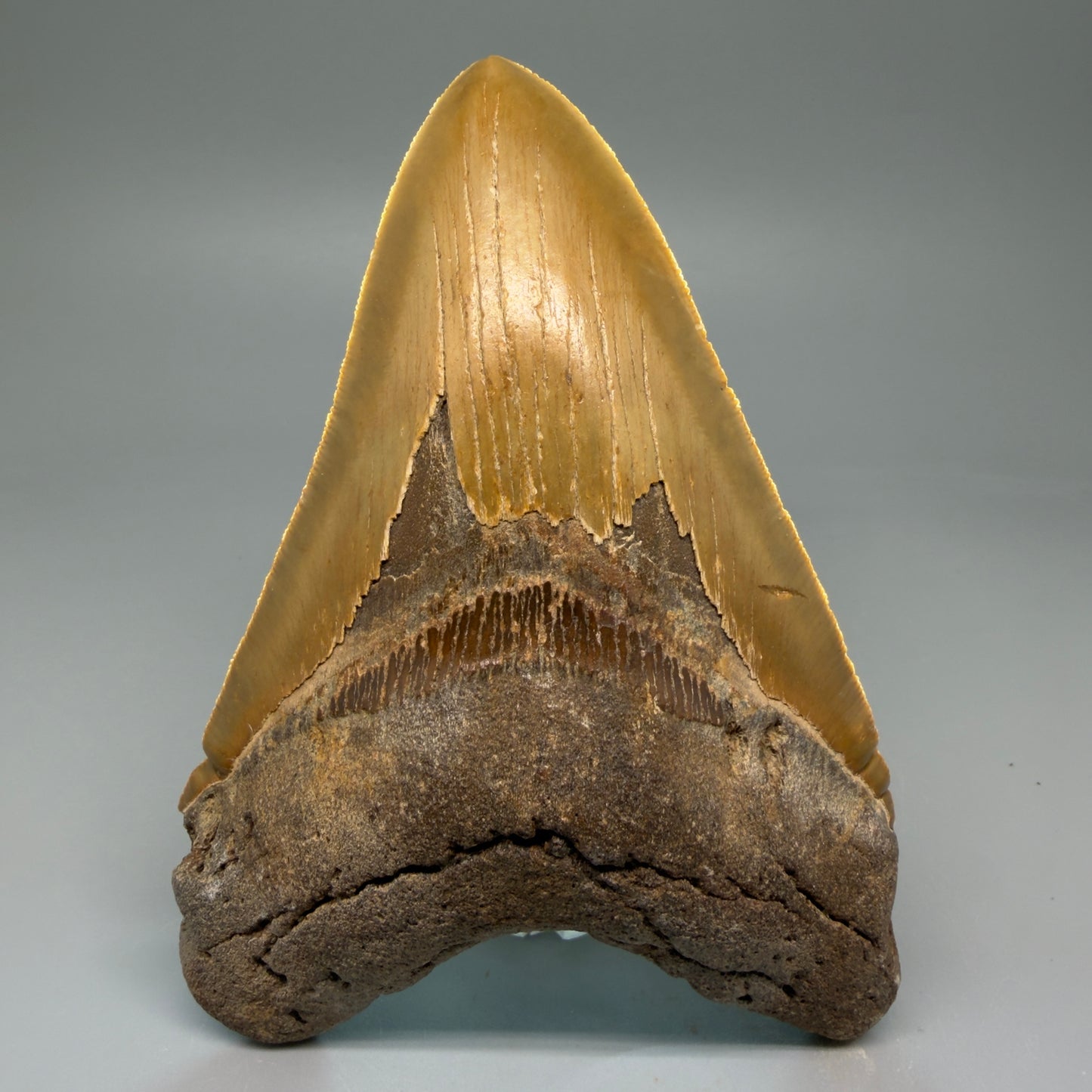 Front View LARGE, serrated 5.46" Fossil Megalodon Tooth - Wilmington North Carolina CM5885