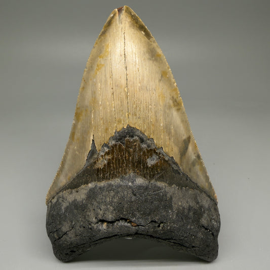 Front View LARGE, serrated 5.47" Fossil Megalodon Tooth - Wilmington North Carolina CM5886