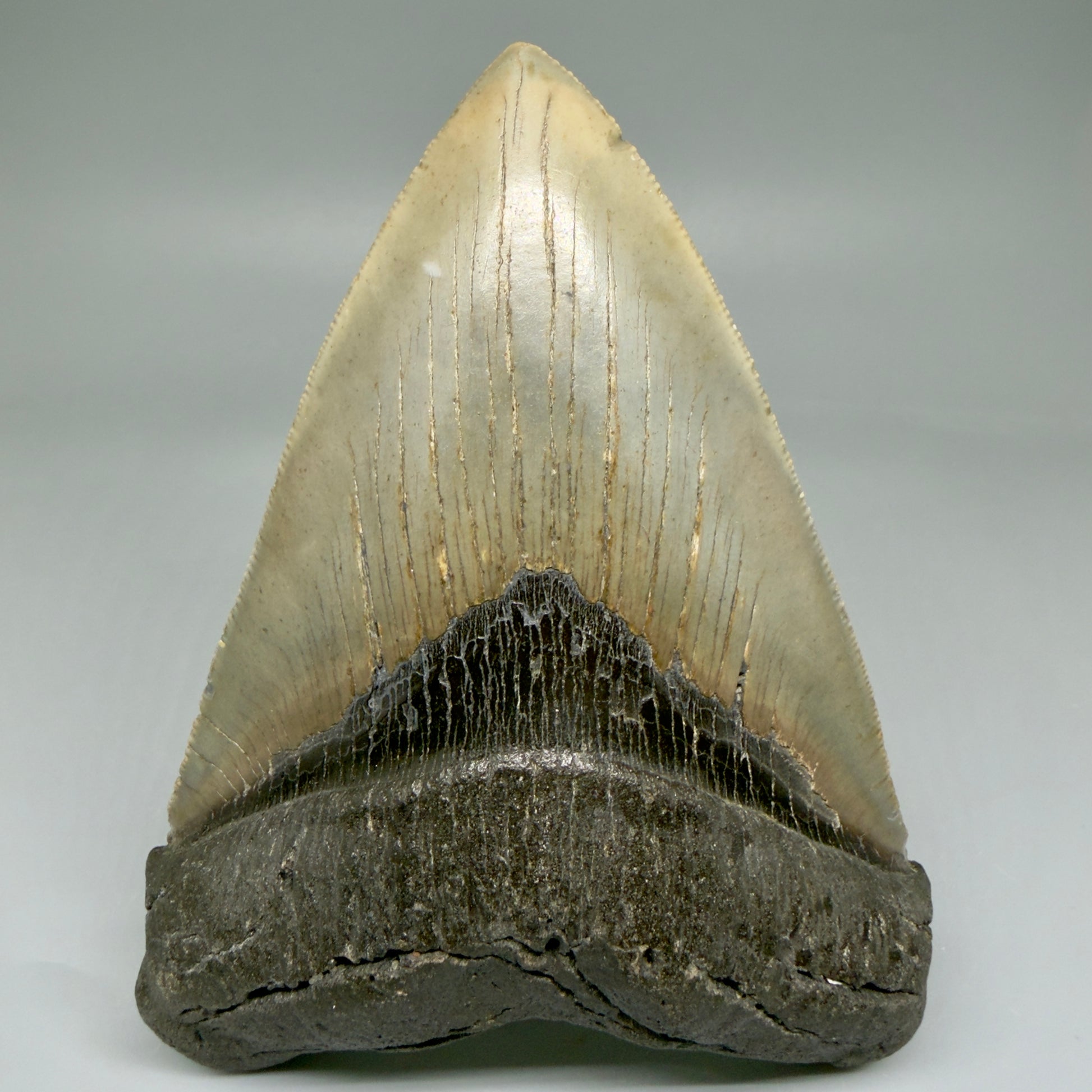 Front View LARGE, serrated 5.49" Fossil Megalodon Tooth - Wilmington North Carolina - Collector's Quality CM3853