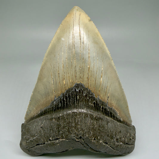 Front View LARGE, serrated 5.49" Fossil Megalodon Tooth - Wilmington North Carolina - Collector's Quality CM3853