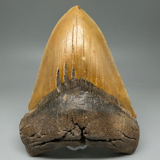 Front View LARGE, serrated 5.52" Fossil Megalodon Tooth - Wilmington North Carolina - Collector's Quality CM5887