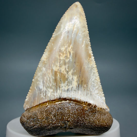 Front View Large - Colorful 2.46" Fossil Great White Shark Tooth from B. California GW1348