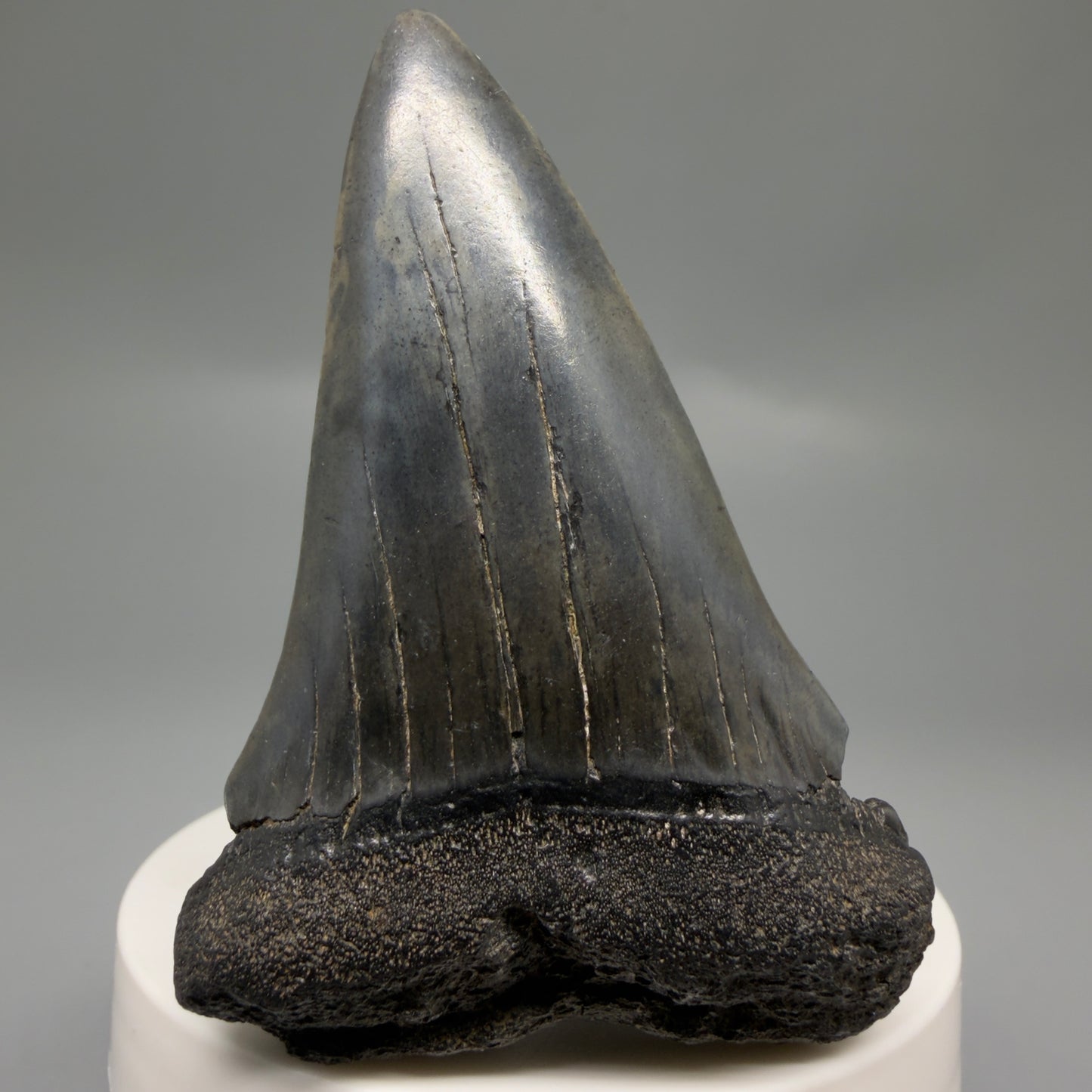 Front View Large 2.84" Fossil Extinct Mako - Isurus hastalis Shark Tooth from Southeast USA M615 