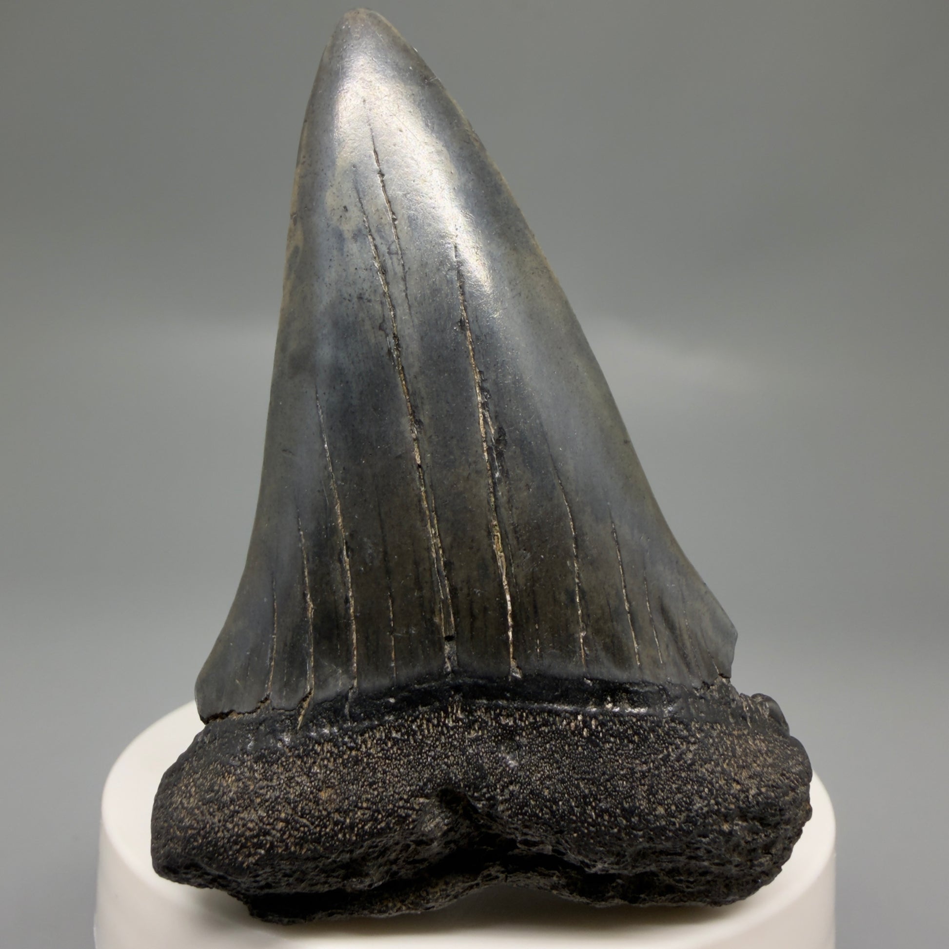Front View Large 2.84" Fossil Extinct Mako - Isurus hastalis Shark Tooth from Southeast USA M615 