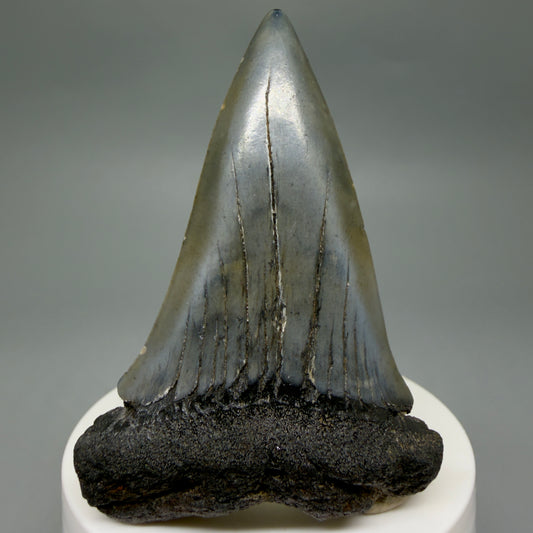 Front View Large 2.96" Fossil Extinct Mako - Isurus hastalis Shark Tooth from Southeast USA M626