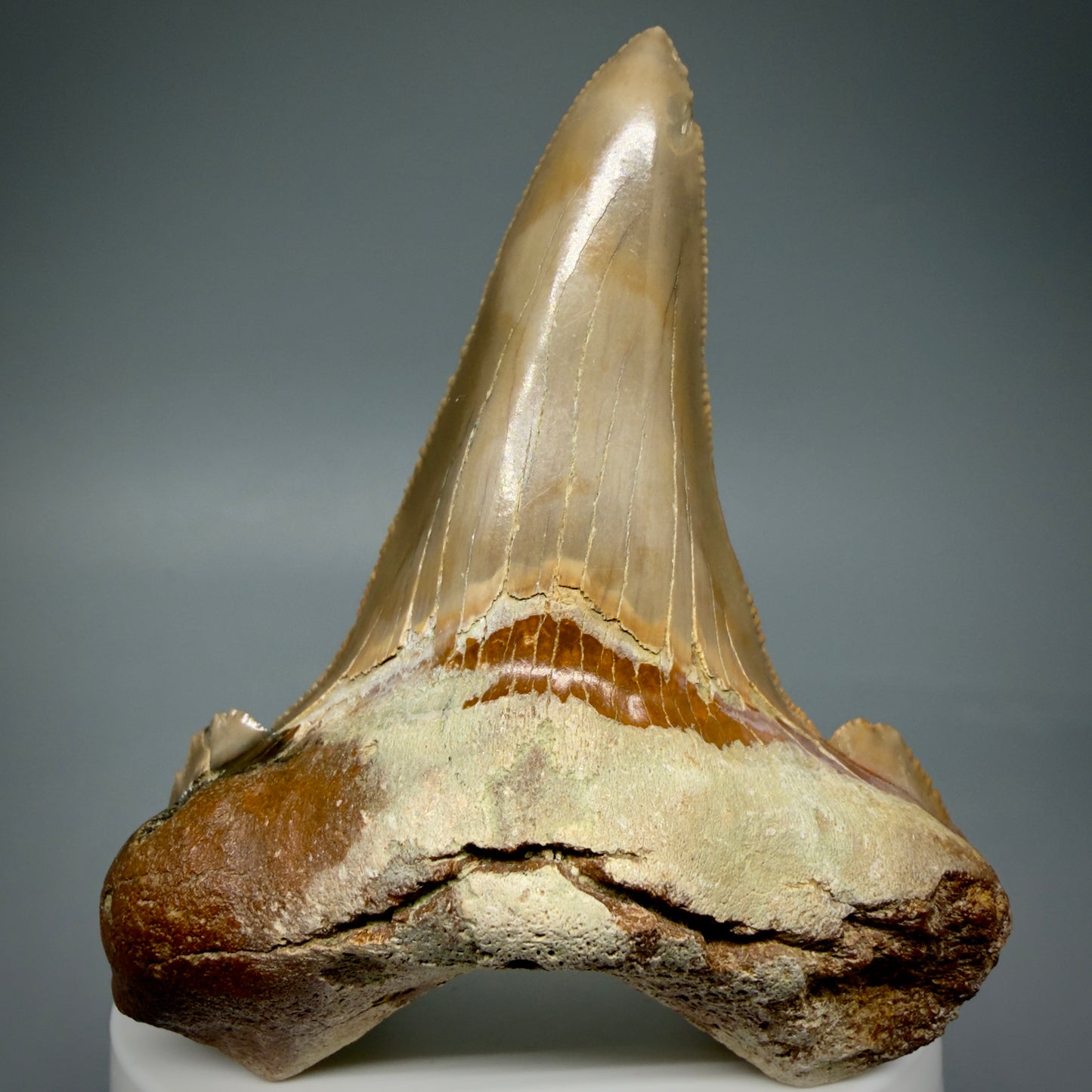 Front View Large 3.00" Fossil Carcharocles sokolowi (auriculatus) Shark Tooth - Harleyville, South Carolina AU398
