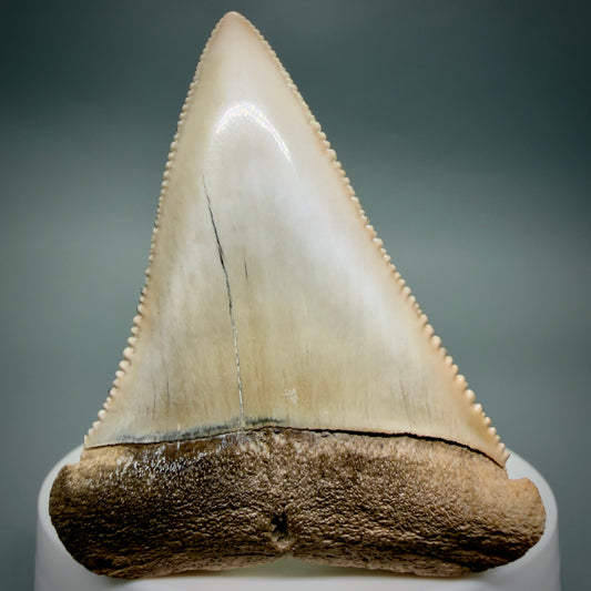Front View Large, Collector's Quality 2.36" long Fossil Great White Tooth from the deserts of Peru GW1337