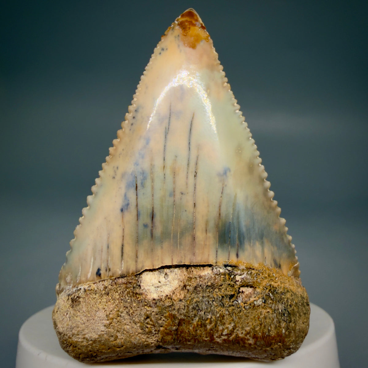 Front View Large, Collector's Quality 2.38" long Fossil Great White Tooth from the deserts of Peru megalodonteeth.com GW1378