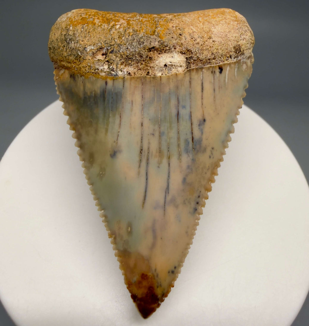 Front View Large, Collector's Quality 2.38" long Fossil Great White Tooth from the deserts of Peru megalodonteeth.com GW1378 - 1