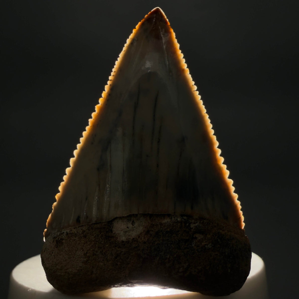 Front View Large, Collector's Quality 2.38" long Fossil Great White Tooth from the deserts of Peru megalodonteeth.com GW1378 - 2