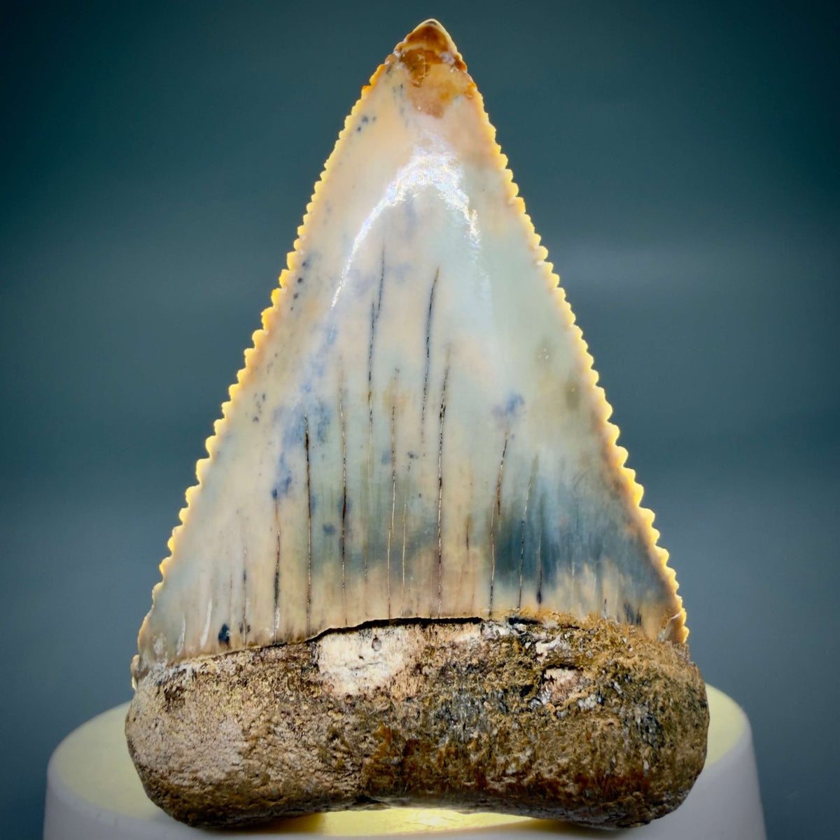 Front View Large, Collector's Quality 2.38" long Fossil Great White Tooth from the deserts of Peru megalodonteeth.com GW1378 - 3