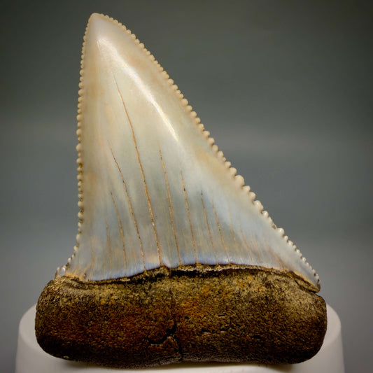 Front View Large, Collector's Quality 2.46" long Fossil Great White Tooth from the deserts of Peru megalodonteeth.com CM1397