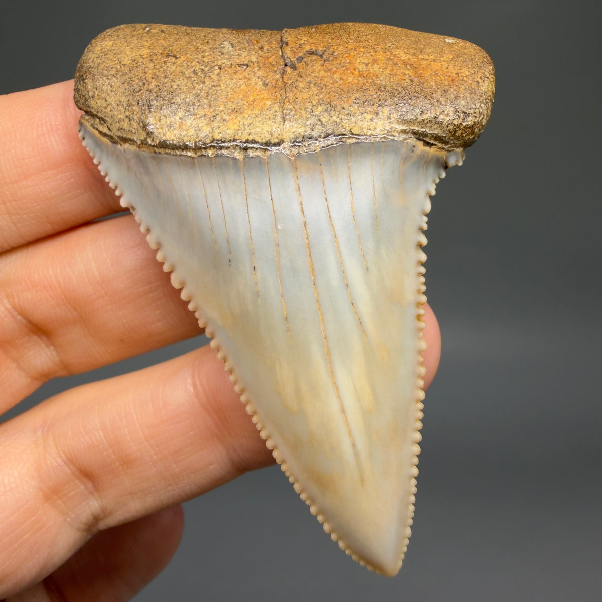 Front View Large, Collector's Quality 2.46" long Fossil Great White Tooth from the deserts of Peru megalodonteeth.com CM1397 - 1